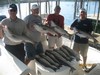(08/10/2016) - Nice Striped Bass